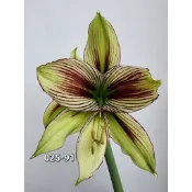 孤挺花  (鳳蝶)超大球No.91/球莖約6.2cm