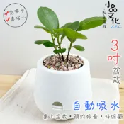 小品文化｜海葡萄｜3吋雪胖免澆水盆栽｜室內植物 室內桌上盆栽 懶人盆栽 吸水盆栽 水培植物 水培盆栽 室內盆栽