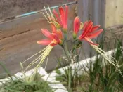 阿ken的園區~~限時特賣~龍鬚石蒜(Eucrosia bicolor)開花球50元~買4送1喔!!