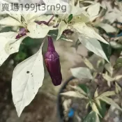 🌶️【紫色卡喬白葉 辣椒種子】🌶️新種上市 （辣）高度約為70CM 可觀賞可食用辣椒種子 庭院陽台盆栽種植