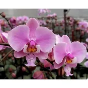 Phal.schilleriana 'Pink Butterfly' AM/AOS 西雷利分身苗原生種蝴蝶蘭  蘭花植株