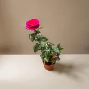 ｛英宏｝蜜妮玫瑰5吋 陽光植物 玫瑰苗 開花植物 多年生