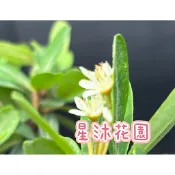 ｛星沐花園｝狀元紅、台灣火刺木