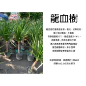 心栽花坊-龍血樹/龍鐵樹/8吋盆/綠化植物/室內植物/觀葉植物/特價1500