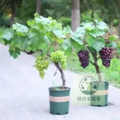（快速出貨）【葡萄果樹 種子】盆栽果樹種子 爬藤果樹 四季易種植 日本晴王 陽光玫瑰 藍寶石 葡萄巨峰葡萄 庭院陽臺果園