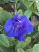複瓣蝶豆花種子《一包100粒30元》(目前缺種子)