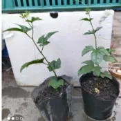 木鱉果、越南木鱉果苗、不分公母