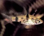 【峰哥水族】 三間小丑燈 燈魚 小型魚 工具魚 群游群養 水草缸必備  觀賞魚  水族 可混養 造景 水族箱  魚飼料
