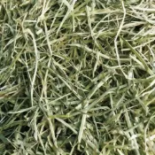 【牧草天堂randy-liu】野外牧養牛羊馬新草萌寵牧草 已過篩甜小麥草燕麥草苜蓿提摩西一割二割百慕達陸龜天竺鼠豚鼠龍貓
