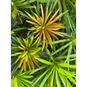 芳芳園藝斗六(emoji)彩虹石化羅漢松300元