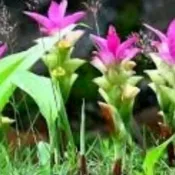 紫薑黃（又名藍心薑 ，藍薑，莪朮）苗