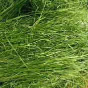 【青青草原寵物館】甜小麥香氣牧草 美國提摩西一割 二割 百幕達 苜蓿 澳洲燕麥草 兔子龍貓豚鼠荷蘭豬
