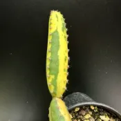 【外星人的植物園】黑龍果錦 仙人掌 虎尾蘭 龍舌蘭 塊根 多肉 大戟 盆栽 植物 現貨【滿額免運】