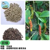現貨 胡椒種子 調味香料 盆栽 種子 居家園藝 可食用 自種香料 陽台盆栽 廚房香料 新鮮種子 居家種植 香草植物