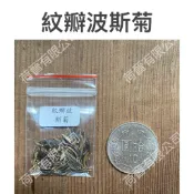 紋瓣波斯菊種子0.6公克(約120粒)，花色為桃白紋瓣，廣泛栽培的園藝花卉、切花和乾花材料，適於布置花境和花壇。