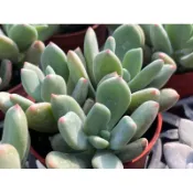 【多肉好好買】三寸盆 尖紅美人 多肉植物 現貨