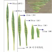 協貿國際日用品生活4館 虎皮蘭仿真花假樹虎尾蘭葉子大小植物盆栽盆景熱帶綠植裝飾插花葉