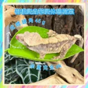 ★爬蟲新樂園★[台灣現貨]樹棲爬蟲攀爬休憩樹葉 樹棲爬蟲 樹棲守宮 樹蛙 攀爬 休憩 飲水 造景