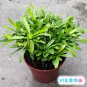 初花農場2店|羅漢松｜蘭嶼羅漢松|多芽｜3寸盆|林木植物|