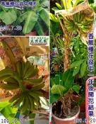 特矮蕉小苗(一口蕉)/矮蕉苗/三尺蕉香蕉苗 香蕉盆栽 台中 立力花園-盆植樂農:花盆種植也能體驗農夫收成的樂趣哦~
