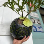 蕨世神球｜亞猴球｜亞猴上板｜鹿角蕨盆栽｜蕨世好盆系列｜上球神器｜蕨類植物｜鹿角蕨上板｜觀葉植物｜上板植物 園藝 療癒