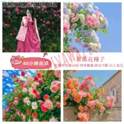 12h出貨 快速發貨 薔薇花（50粒）超低價 買100粒發200粒 爬藤月季花籽種子混色四季播種開花攀援 玫瑰花 種子