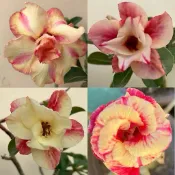【沙漠玫瑰種子】高發芽率 耐旱植物 珍稀重瓣品系 多肉植物