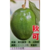 雲秀水果苗-秋可晚生酪梨4吋半盆嫁接苗