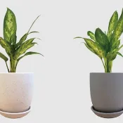 │ 霧陶系列 │ 白柄粗肋草 - 水耕 無土 懶人盆栽 室內植物