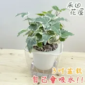 禾田花屋|常春藤|3吋透明方盆|室內植物|免澆水|懶人盆栽|觀葉植物|室內植物|懶人盆栽|吸水盆