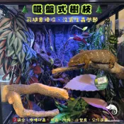 蛋叔叔-MR吸盤式樹枝/爬台/攀爬棒/造景木/棲息木/海芙蓉/杜鵑木/樹枝/造景木/攀爬棍/軟木棍/樹藤/木棒/睫角守宮