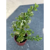 初花農場|狀元紅|3寸/6寸盆|觀果植物｜會結紅色果實｜植株有刺｜