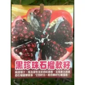 黑珍珠石榴 請先洽詢 軟子石榴 樹苗 盆栽 阡插苗 高壓苗 軟籽石榴 大果石榴 黑珍珠 石榴苗 榭榴 突尼斯 胭脂紅
