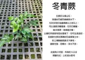 心栽花坊-冬青蕨/全緣貫眾蕨/3吋/蕨類/綠化植物/室內植物/觀葉植物/蕨類/售價50特價40