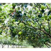 台灣燕巢蜜棗日本直送 12月預購開始