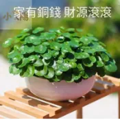 現貨+當日出貨【銅錢草種子 150粒】 金錢草種子 招財旺宅 水培真水草種子 魚缸水草四季發芽新手易種 金錢草吸甲醛綠植