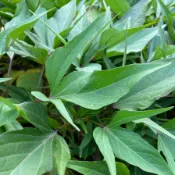 【花草便利店】小量專區｜現採地瓜葉20cm枝條一枝3元 日本/台農57號 好種好吃品種