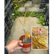 田尾玫瑰園 l 黃金楓、黃金青楓、黃楓【5吋盆 高度約30cm】葉色鮮明 觀葉植物 臺灣特有種 (田尾在地商家)