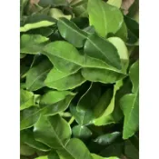 新鮮泰國檸檬葉/DAUN JERUK SEGER檢驗合格/馬蜂橙葉/泰式料理必備Lá Chanh/有NG便宜賣