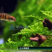 【AC草影】小三角默思石【一顆】小三角石頭 陰性草 不用co2 不須二氧化碳 新手水草 默思 莫斯 前景草 水生植物