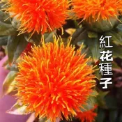 🔥紅花種子 🍓老虎姜雞頭黃精種子中草藥材紅花種子 四季陽台庭院種植花籽