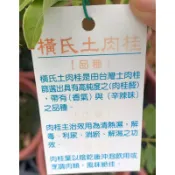 ★綠霖園藝★橫式土肉桂 7寸盆 水果樹苗/新興果樹/果苗/嫁接/植物/盆栽