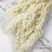 進口永生蓬萊松-永生花圈 乾燥花束 不凋花 拍照道具 手作素材 乾燥花材 -48元/3枝