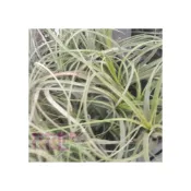 (店+)花森好市-空氣鳳梨 柳葉  5-8cm