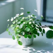 ✨現發 會開花的銅錢草~種子（多入組） 多款花色銅錢草招財水培土培辦公室桌面盆栽種子 金錢草花卉室內水養綠植吸甲醛