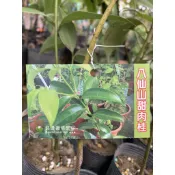 八仙山甜肉桂 實生苗 肉桂苗 肉桂盆栽 甜肉桂 香肉桂 原生肉桂 台灣 土肉桂 香葉 香料 八仙肉桂 不是 橫氏肉桂