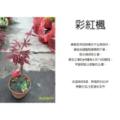 心栽花坊-彩虹楓/彩虹紅楓/日本楓/期間限定/紅楓/嫁接苗/5吋/楓樹/楓葉/綠化環境/綠籬植物/特價260