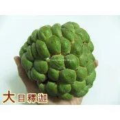 大目釋迦 嫁接苗 請先洽詢確認 樹苗 大目 大粒 大果 釋迦苗 盆栽 台東 佛頭果 不是 蜜紅 鳳梨釋迦 榴槤釋迦 綠鑽