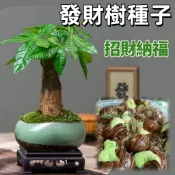 招財納福發財樹 發財果 招財旺宅室內觀賞植物種籽 淨化空氣 室內水耕植物 盆栽種植 水培植物種子 高發芽率耐乾旱新手易種