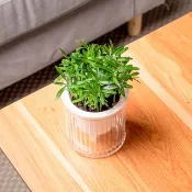 小葉羅漢松 免澆水盆栽 室內植物 觀葉植物  禮物 辦公室小物